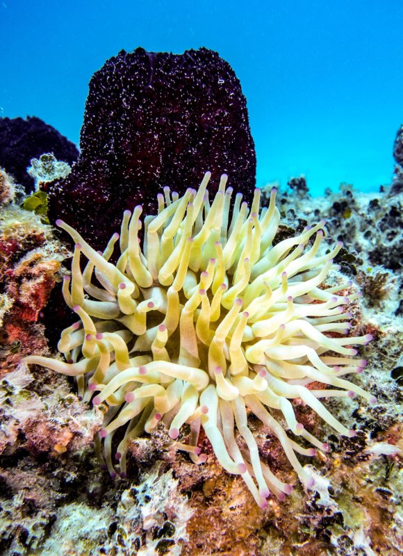 anemone black sponge.jpg