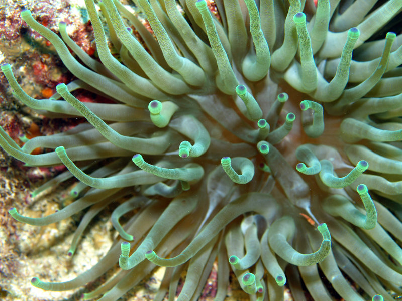anemonea 3.jpg