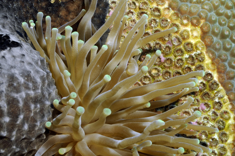 anemonea1.jpg