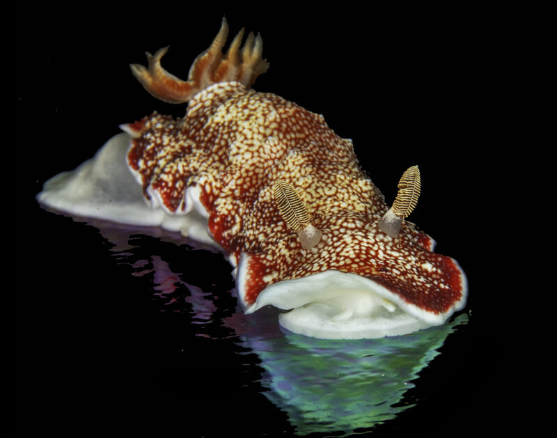 anilao 5.jpg anilao 5.jpg