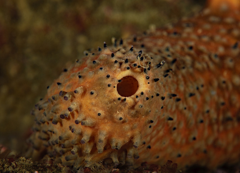 Apostichopus%20parvimensis%20Warty%20sea%20cucumber_zpst5khxdmt.jpg Apostichopus%20parvimensis%20Warty%20sea%20cucumber_zpst5khxdmt.jpg