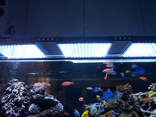 Aquarium-LED-lamp.jpg