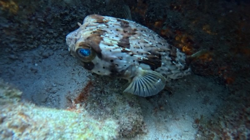 Atlantis house reef_20250728_01.jpg