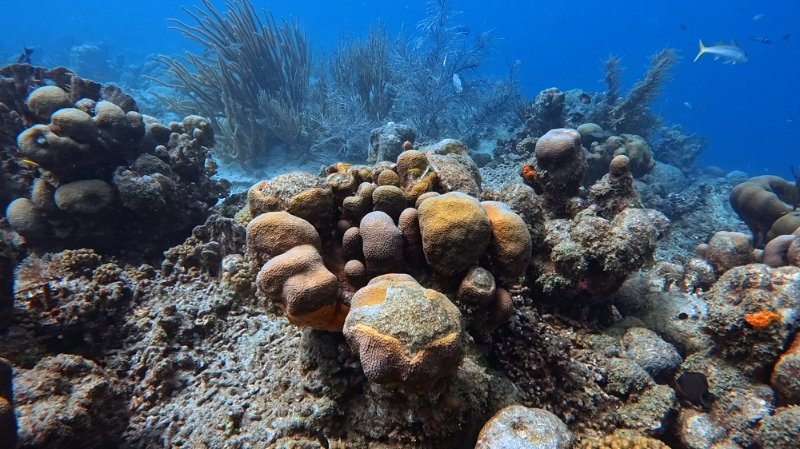 Atlantis house reef_20250728_02.jpg