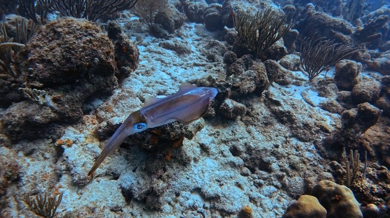 Atlantis house reef_20250728_03.jpg