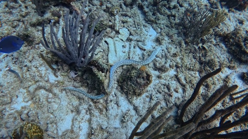 Atlantis house reef_20250728_04.jpg