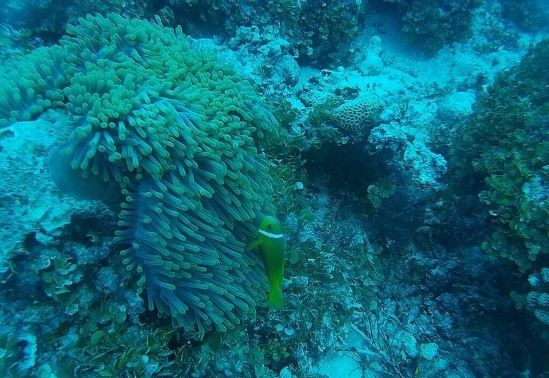 azalea-cruise-soft-corals.jpg