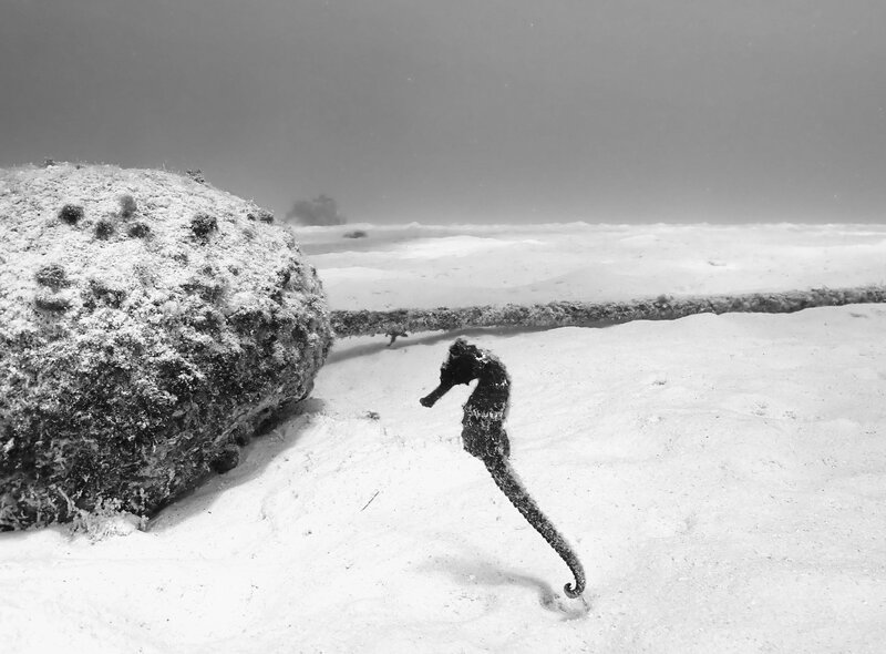 B&W seahorse.jpg