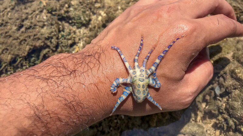 baby-blue-ringed-octopus-on-hand-1296x728-header.jpg