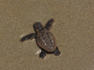 baby-sea-turtle.jpg