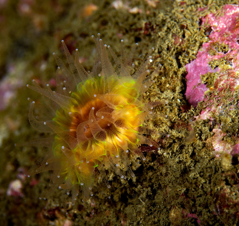 Balanophyllia%20elegans%20Orange%20cup%20coral_zpsmcfboc4z.jpg