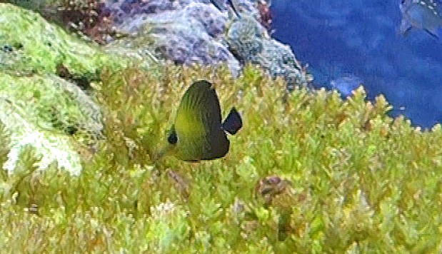 Bannerfish.jpg