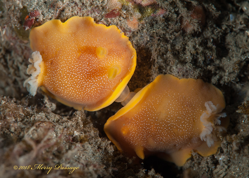 Baptodoris%20mimetica%20mating%20_DSC8581-L.jpg