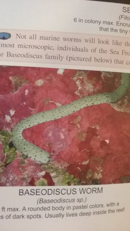 Baseodiscus Worm.jpg