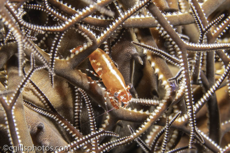 BasketStar Shrimp-2344.jpg