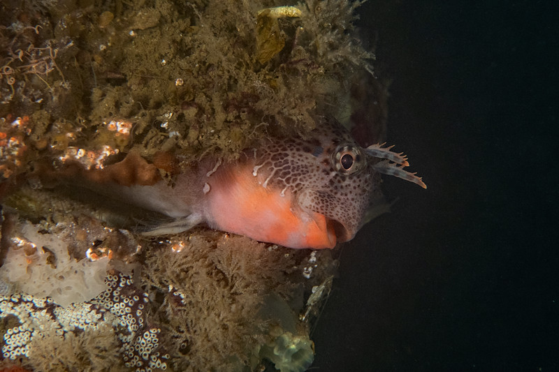 Bay%20blenny%20DSC_6821-L.jpg Bay%20blenny%20DSC_6821-L.jpg