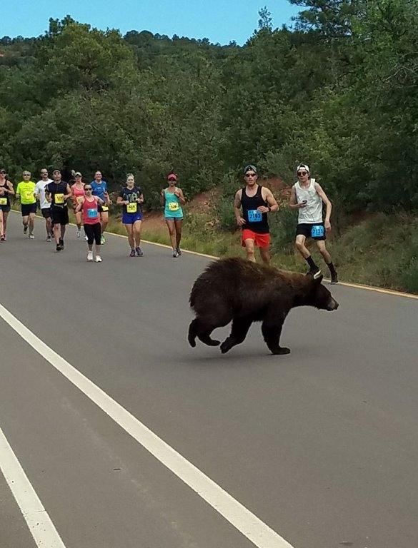 bear-in-race.jpg