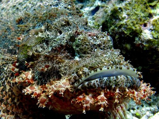 bearded-scorpionfish-11.jpg