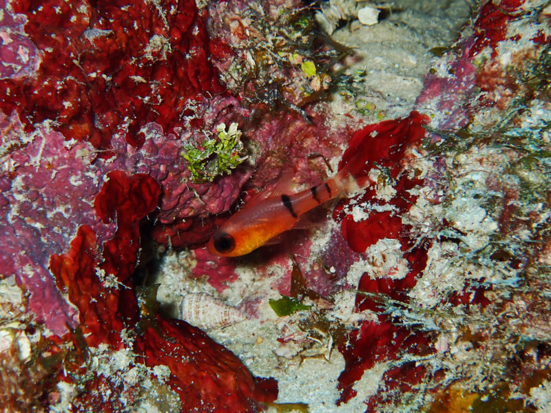 Belted Cardinalfish.jpg