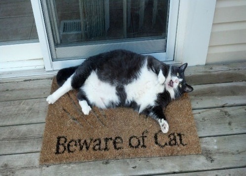 beware-of-cat-20893.jpg