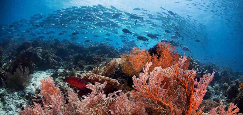 Biodiversity-Marine-Life-Raja-Ampat-Diving.jpg