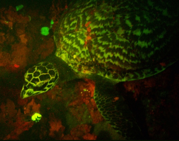 bioluminescent-turtle-1.jpg