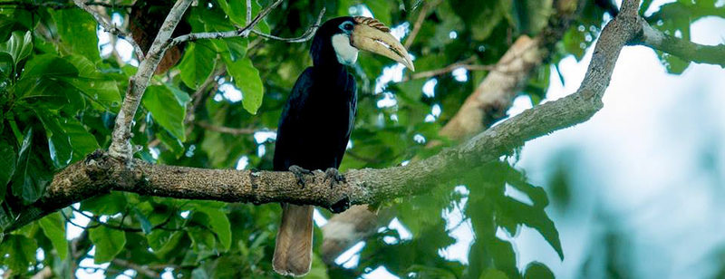 Bird-in-Raja-Ampat-Papua.jpg