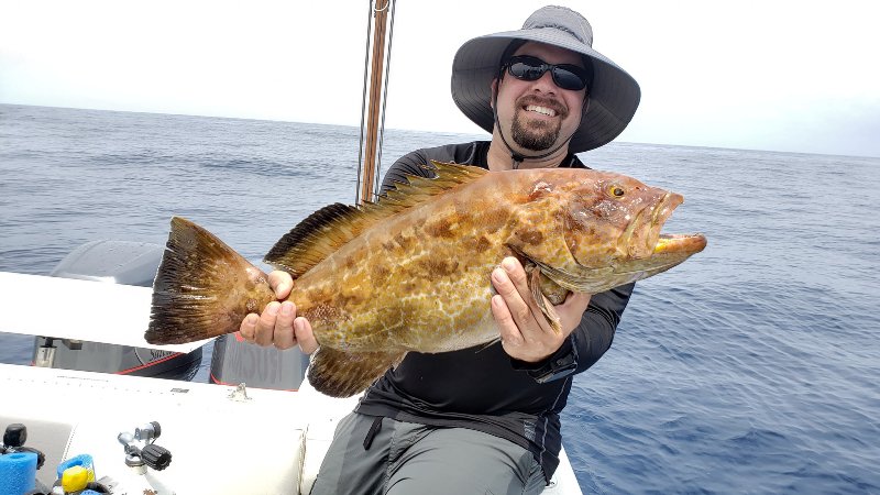 Black grouper.jpg