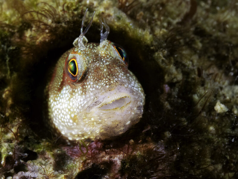 blenny 1.jpg