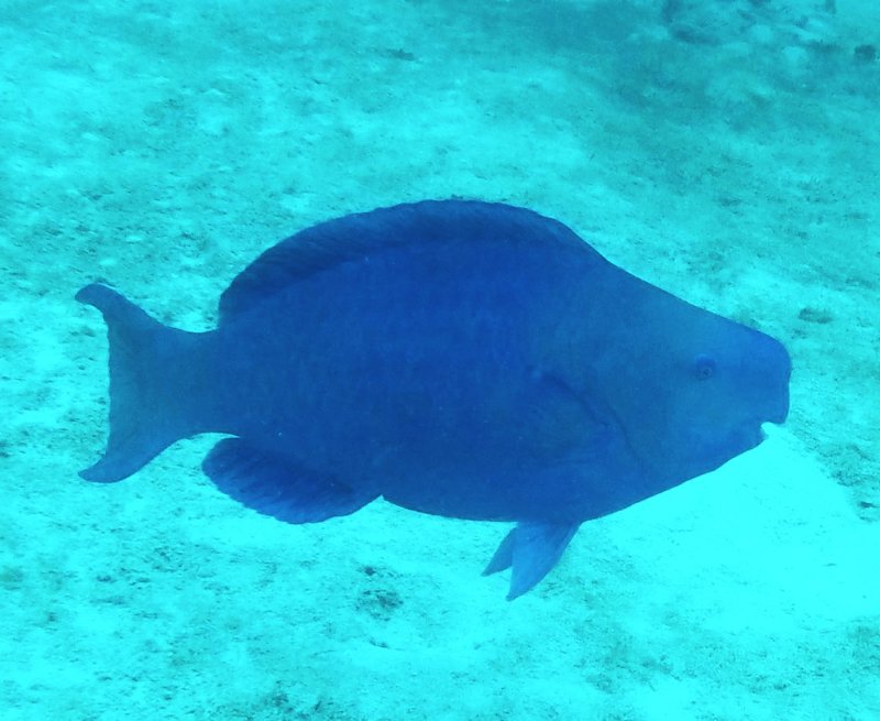Blue Parot Fish.JPG