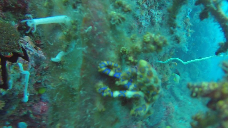 Blue Ring Octopus.jpg