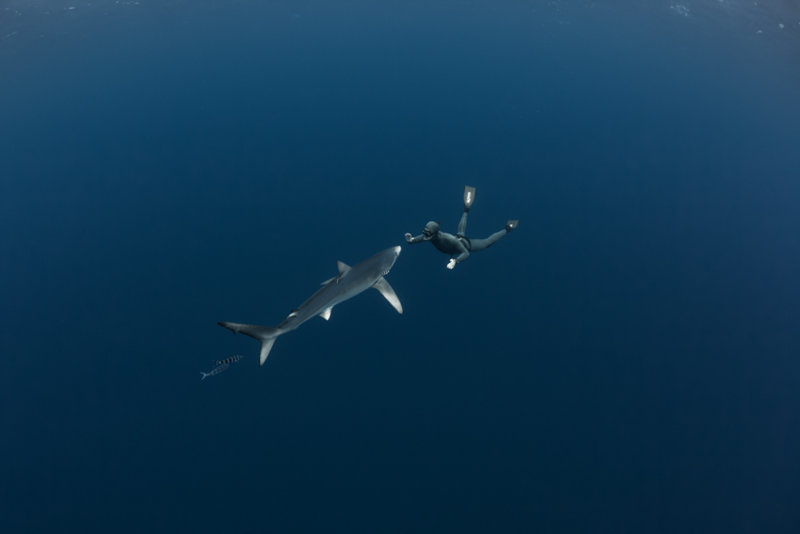 blue shark by Fred Buyle.jpg