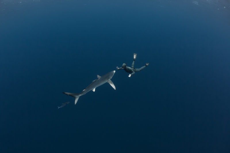 blue shark by Fred Buyle.jpg blue shark by Fred Buyle.jpg