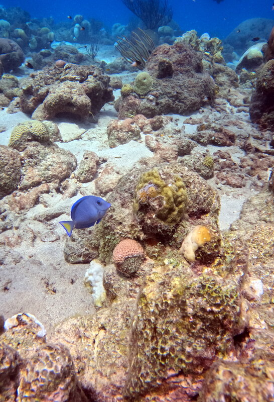 blue tang with yellow tail.JPG