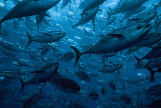 bluefin-tuna-school.jpg