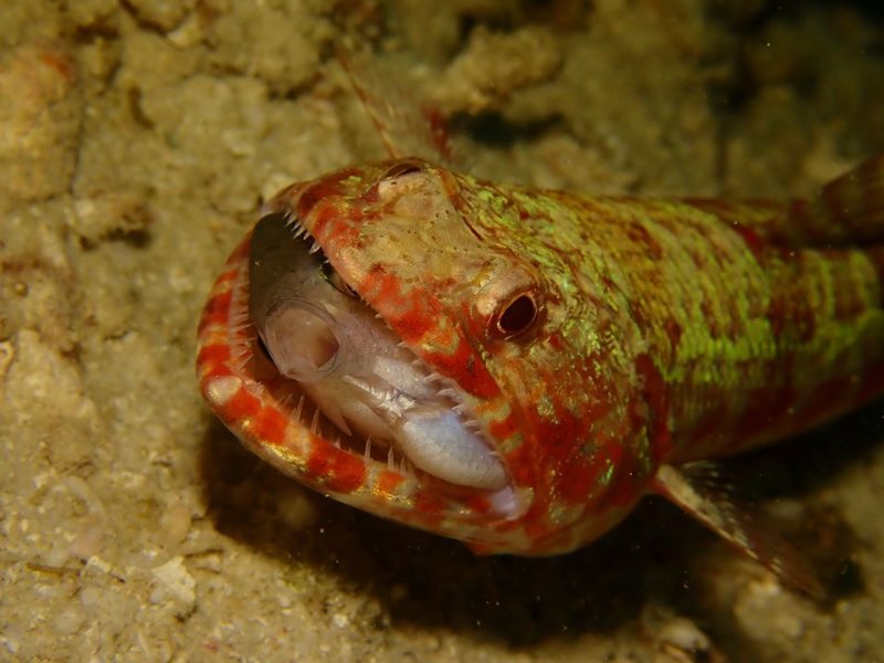BOHOL DIVERS CLUB.jpg