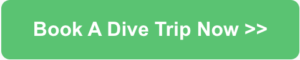 booking-button-e1579284504901-300x60-png.679722.png booking-button-e1579284504901-300x60-png.679722.png
