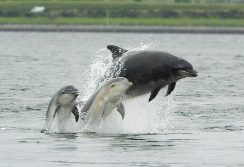 Bottlenose_dolphin_with_young.JPG Bottlenose_dolphin_with_young.JPG