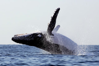 breaching-humpback-whale.jpg