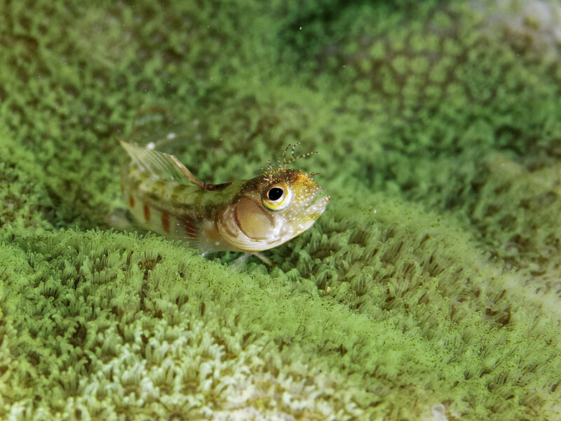 brown cheek 1.jpg