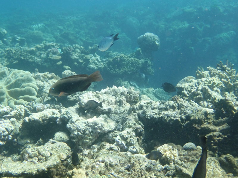 Brown Parrot like fish.JPG Brown Parrot like fish.JPG