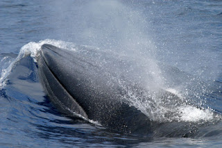 brydes-whale.jpg