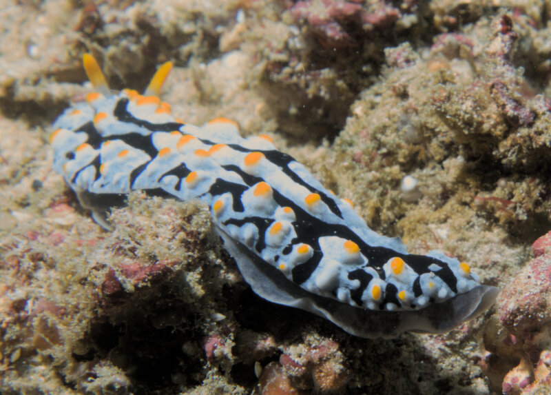 bumpy nudi.jpg