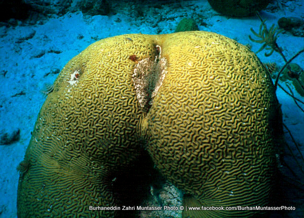 Butt Coral Curacao Aug 1999.jpg