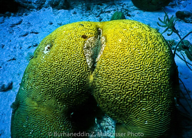 Butt Coral Curacao Aug 1999.jpg