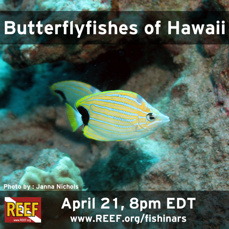 Butterflyfishes of Hawaii Fishinar.png