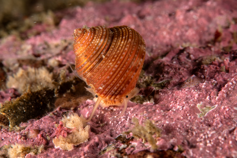 Calliostoma%20tricolor%20DSC_6081-L.jpg Calliostoma%20tricolor%20DSC_6081-L.jpg