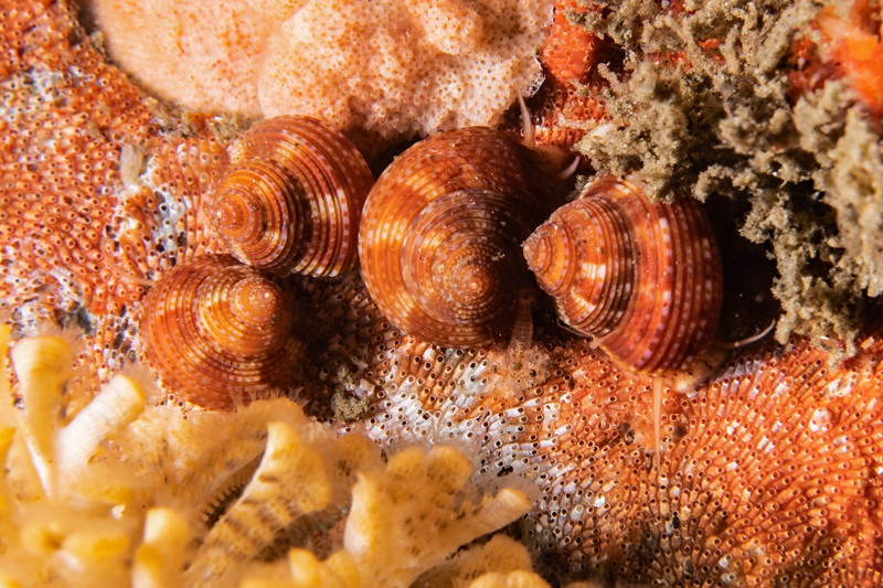 Calliostoma%20tricolor%20DSC_6089-L.jpg Calliostoma%20tricolor%20DSC_6089-L.jpg