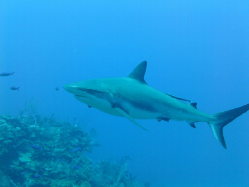Caribbean Reef Shark 1.jpg