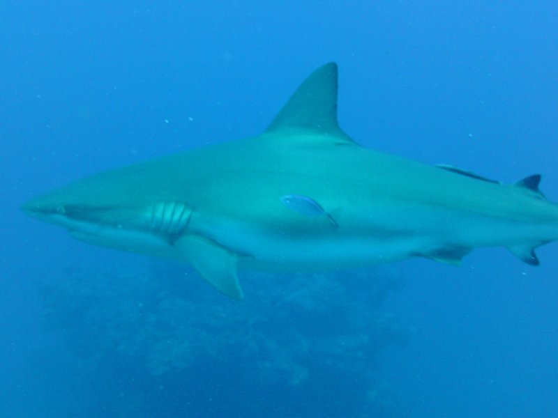 Caribbean Reef Shark 2.jpg